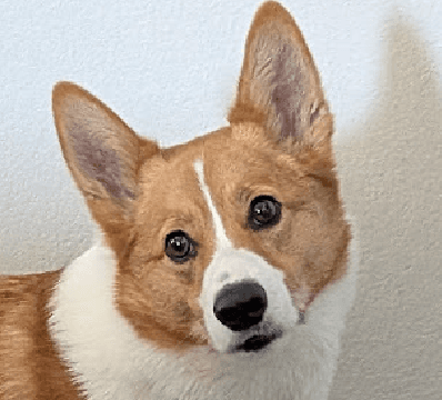 Waffles the corgi